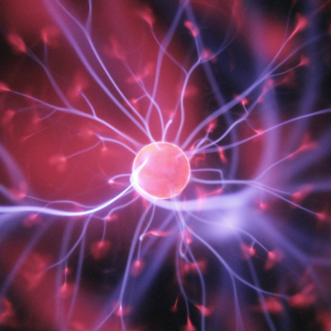 Hericium erinaceus e Alzheimer: la scienza conferma il potenziale neuroprotettivo del “fungo criniera di leone”