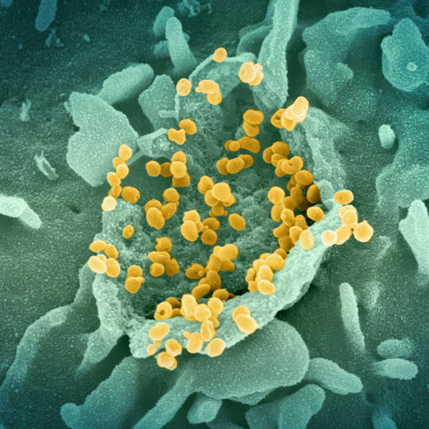 Effetti Immunomodulatori dei Funghi Comestibili e Medicinali