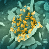 Effetti Immunomodulatori dei Funghi Comestibili e Medicinali