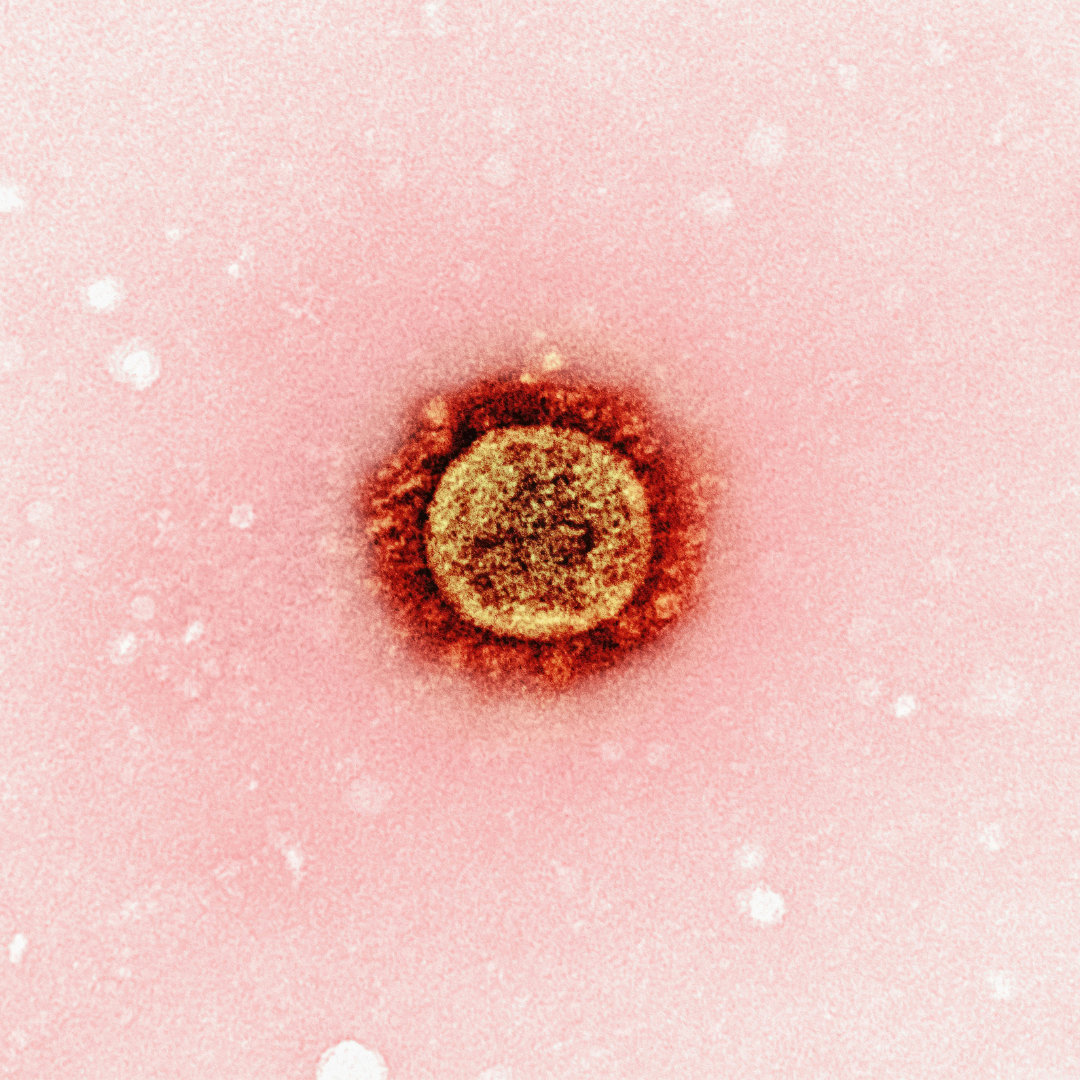 Funghi Medicinali e Malattie Autoimmuni: Un Nuovo Approccio alla Modulazione del Sistema Immunitario