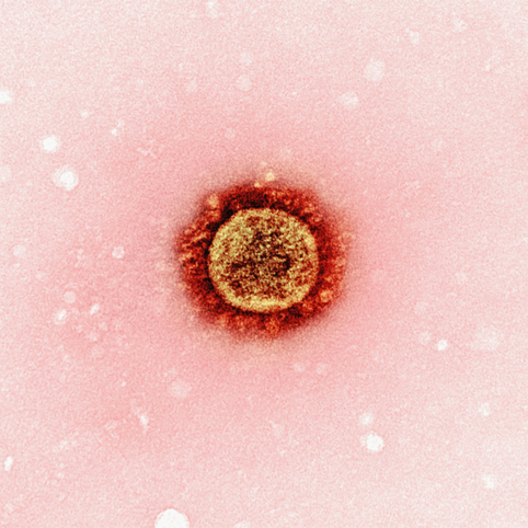 Funghi Medicinali e Malattie Autoimmuni: Un Nuovo Approccio alla Modulazione del Sistema Immunitario