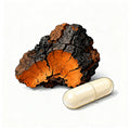Fungo Chaga (Inonotus obliquus) con corpo fruttifero nero bitorzoluto su corteccia di betulla